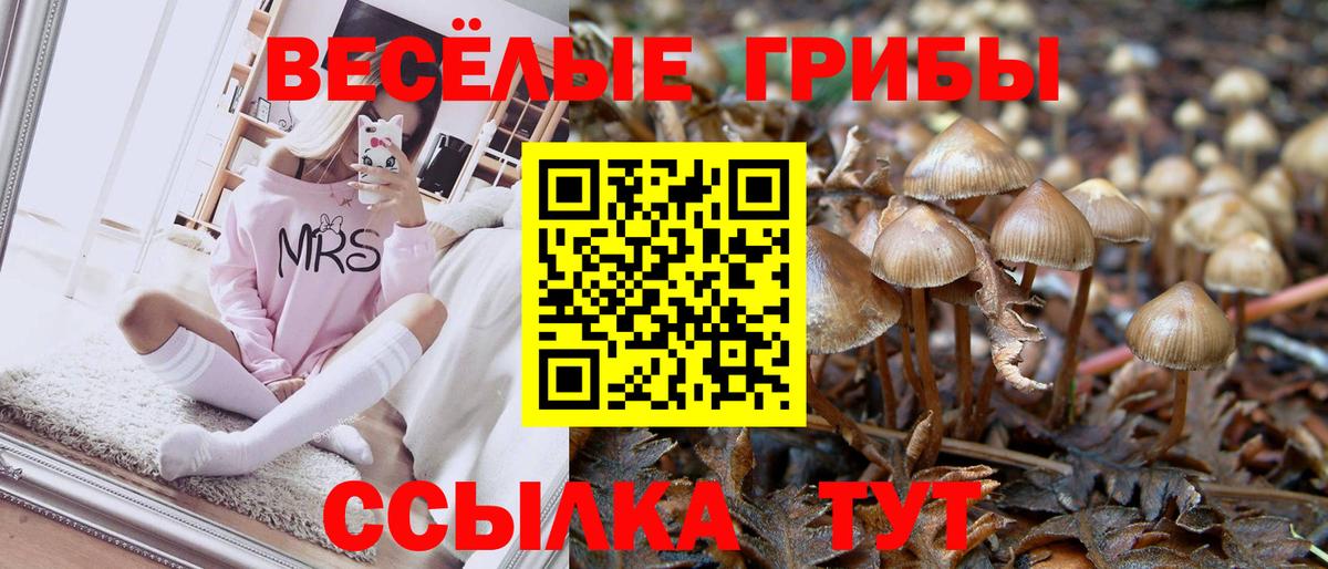 закладка  Псилоцибиновые грибы ЛСД  Вход с VPN  Шадринск 